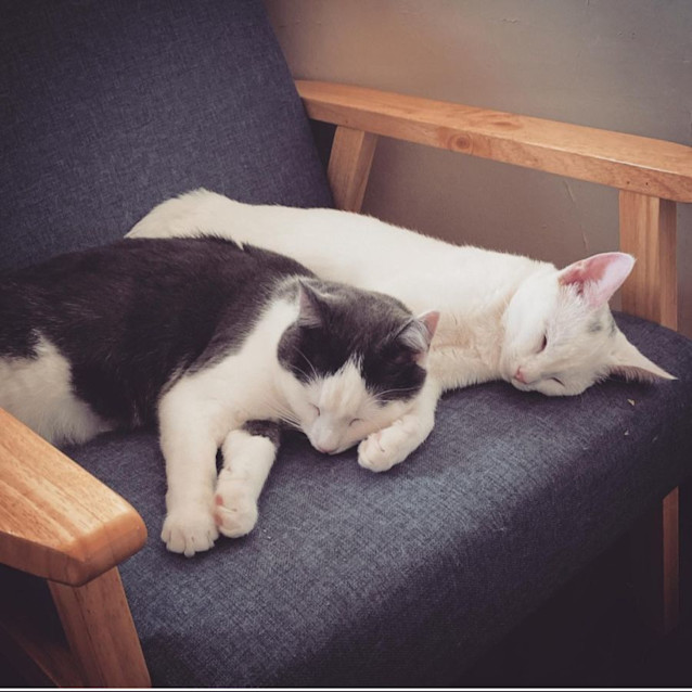 Photo of Blossom And Nova