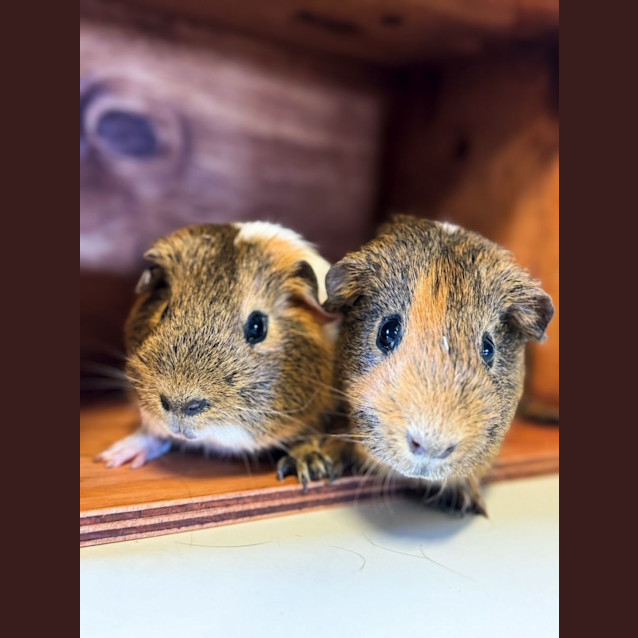 Photo of Peanut & Grumpy