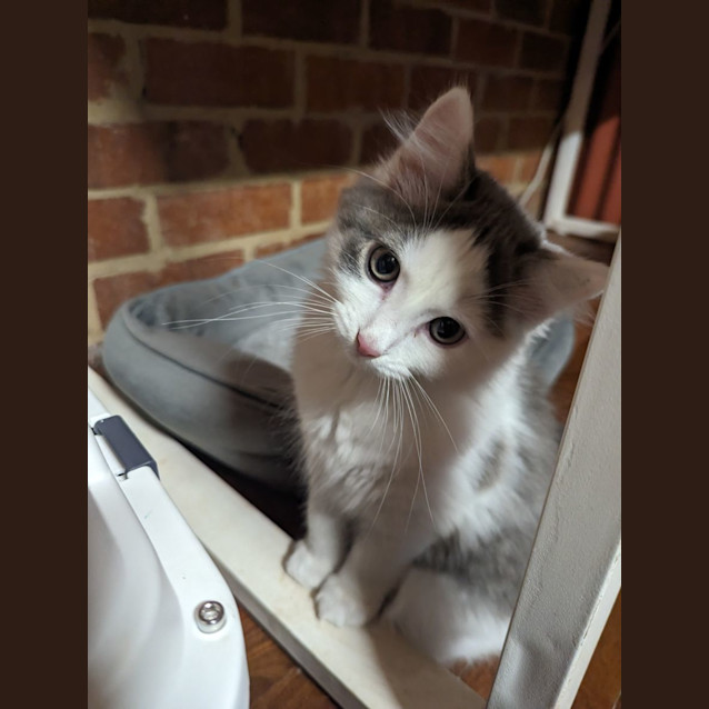 Photo of Stormy