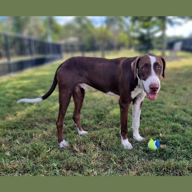 Photo of Chip