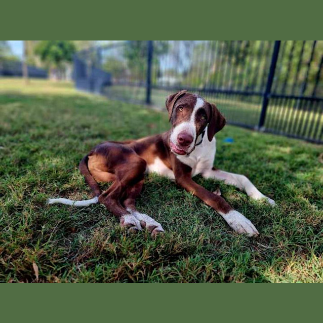 Photo of Chip
