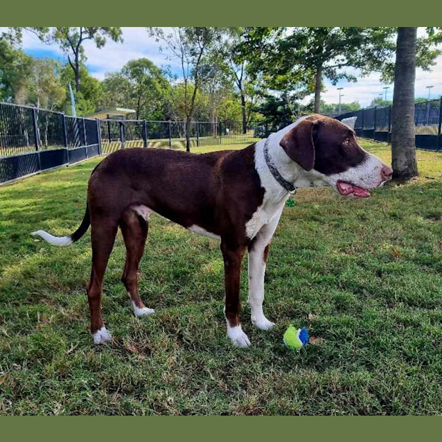 Photo of Chip