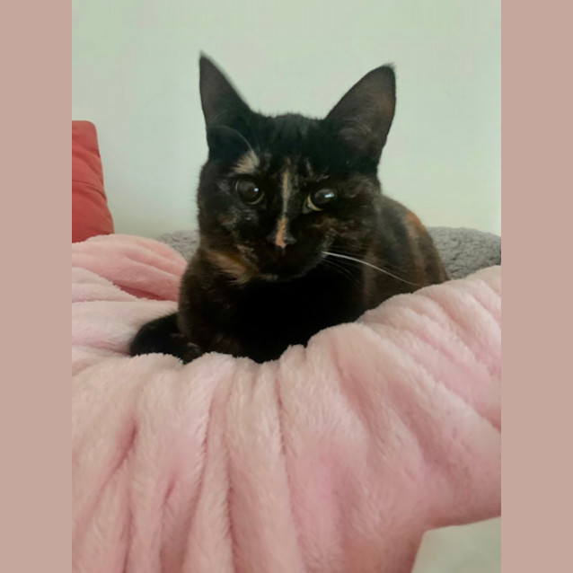 Photo of Cookie 