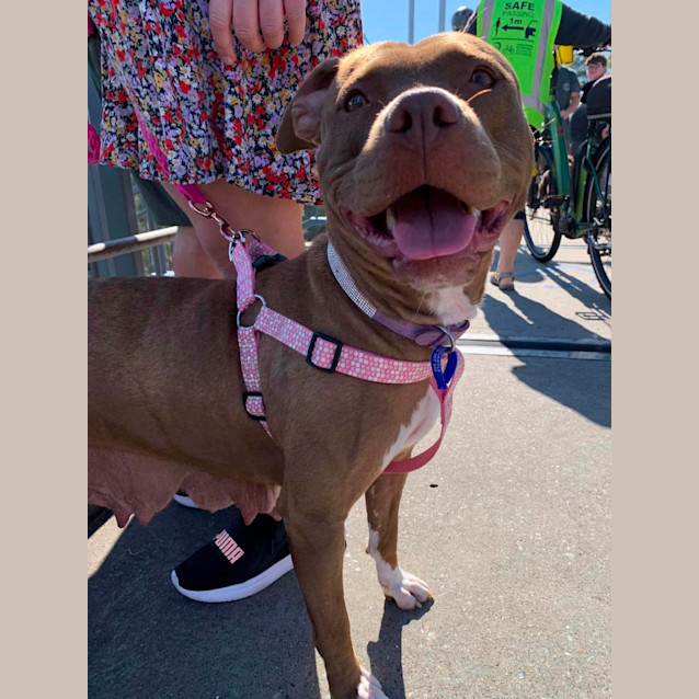 Photo of Coco   4 Year Old Staffy X (Trial)