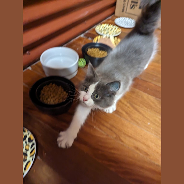 Photo of Smokey