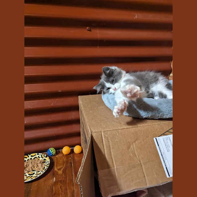 Photo of Smokey
