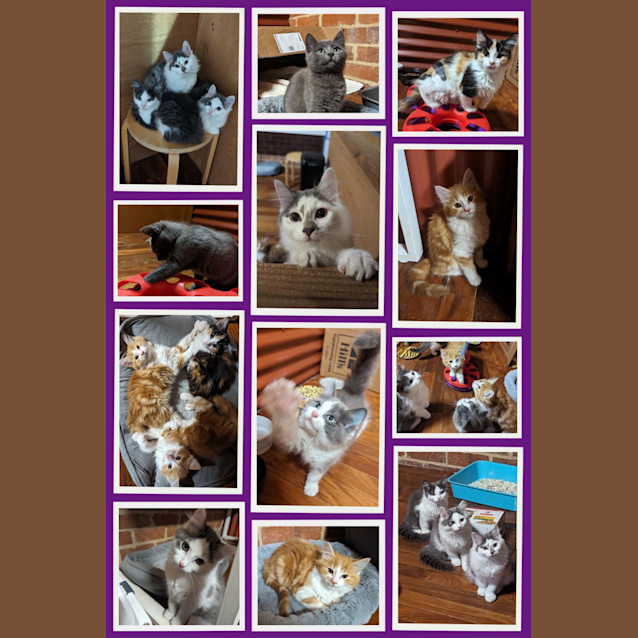 Photo of Smokey