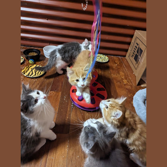 Photo of Smokey
