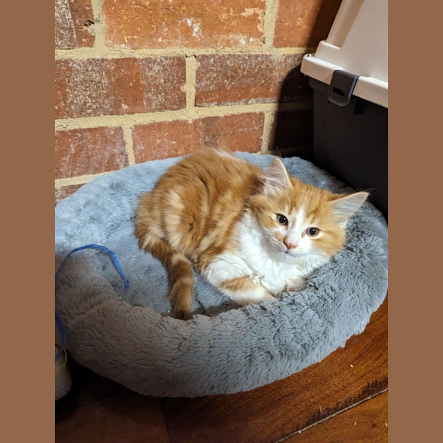 Photo of Spot