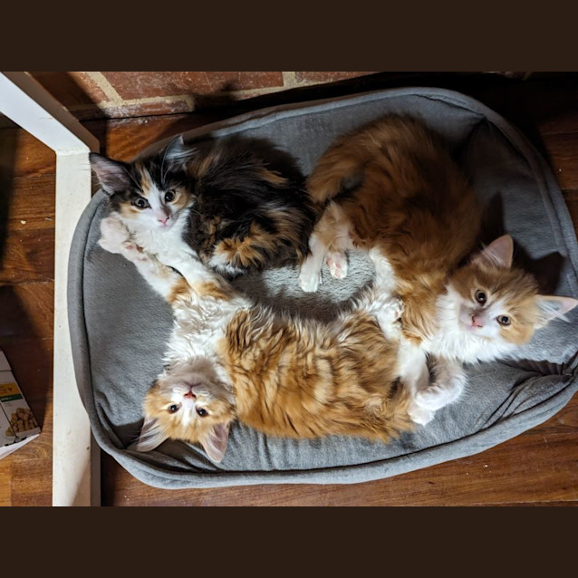 Photo of Spot