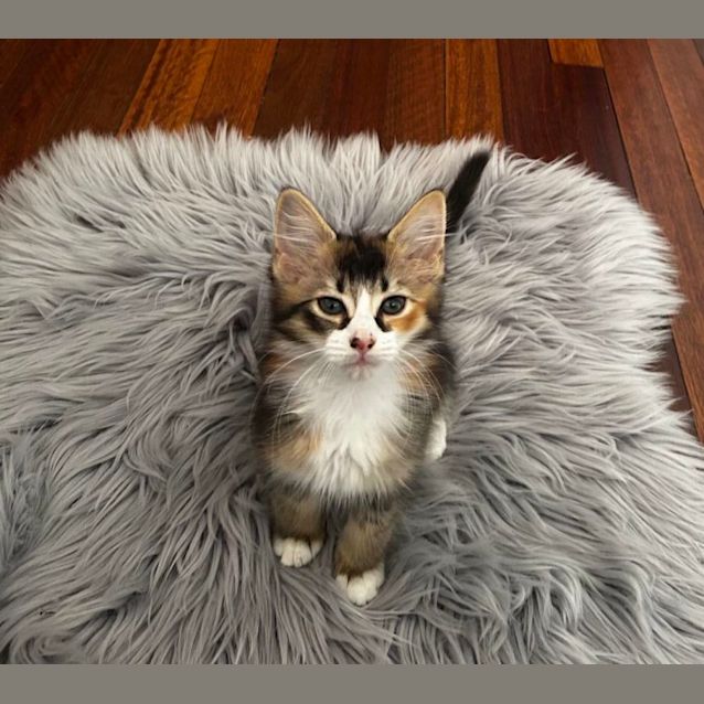 Photo of Xenia