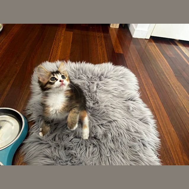 Photo of Xenia