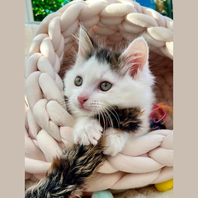 Photo of 🥤 Milkshake 🥤