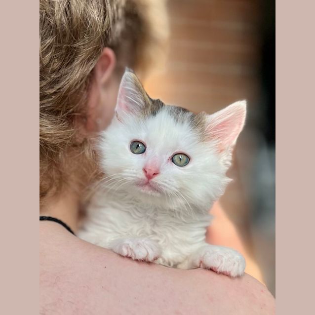 Photo of 🥤 Milkshake 🥤