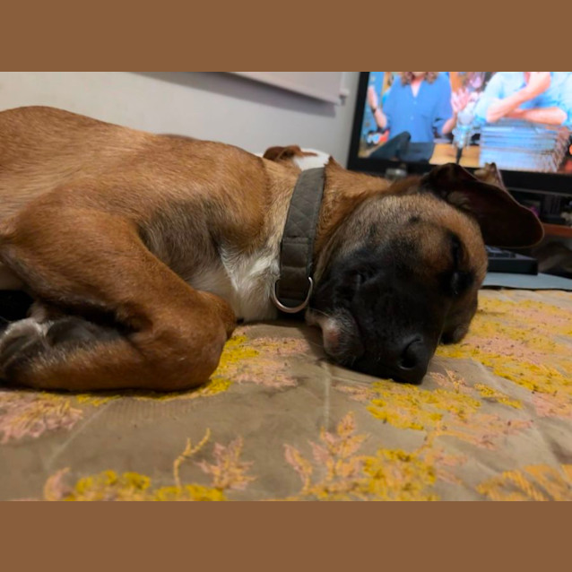 Photo of Baxter