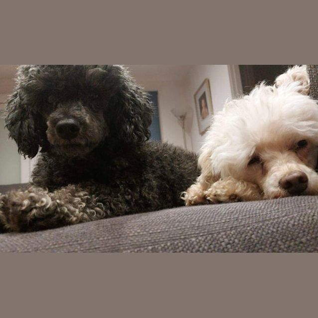 Photo of Panda & Oscar 