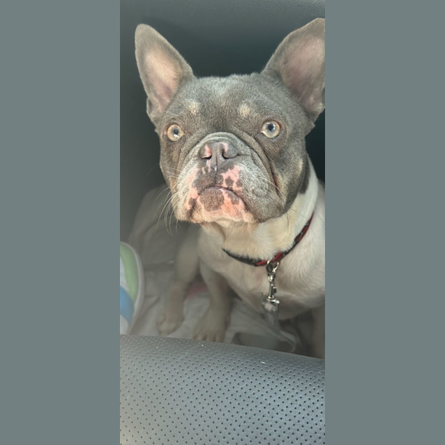 Photo of Diamond 
