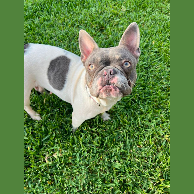 Photo of Diamond 