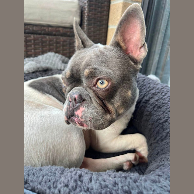 Photo of Diamond 