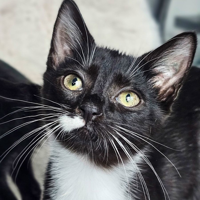 Photo of Azula