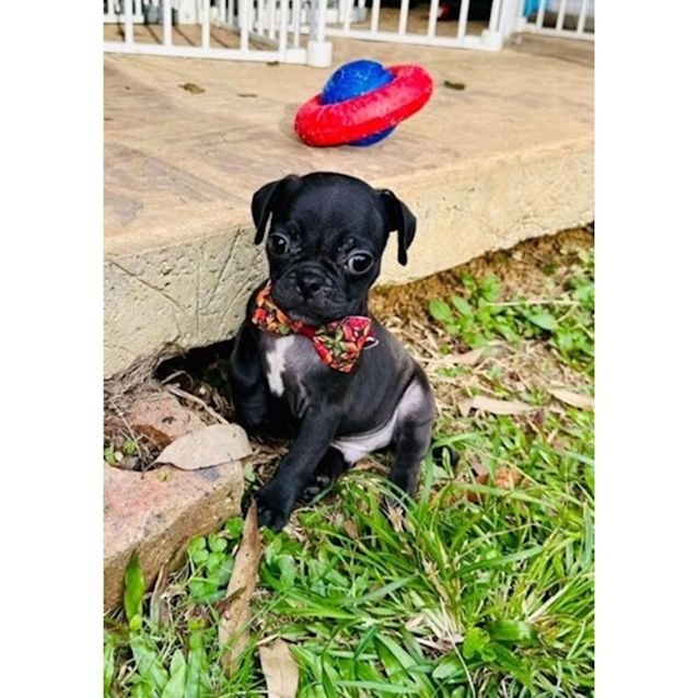 Photo of Atlas
