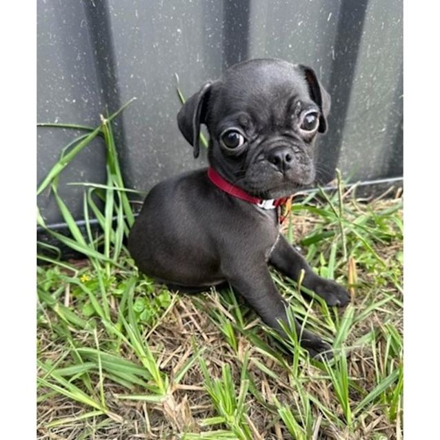 Photo of Atlas