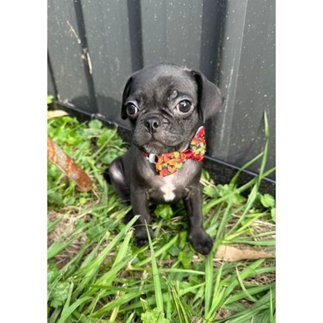 Photo of Atlas