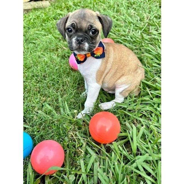 Photo of Hercules