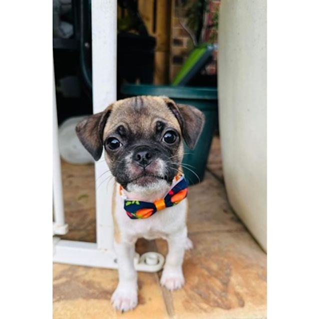Photo of Hercules