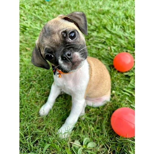Photo of Hercules