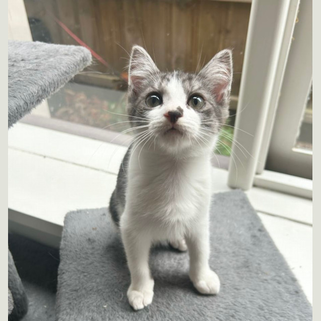 Photo of ❤️ Duke ❤️