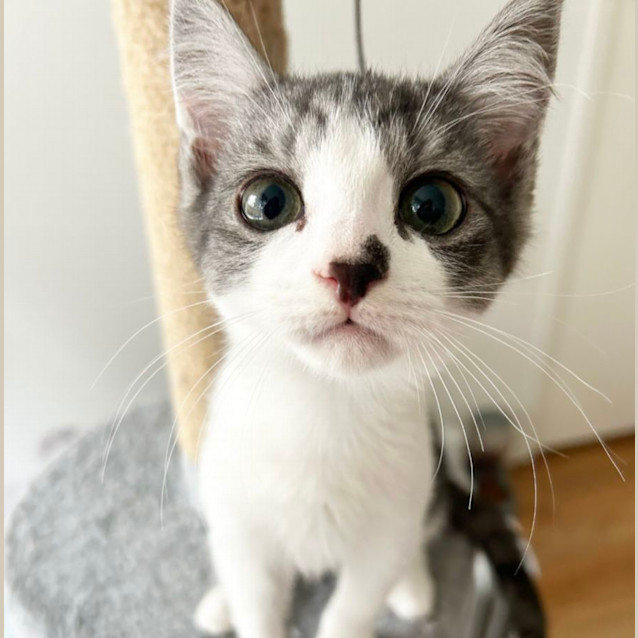 Photo of ❤️ Duke ❤️