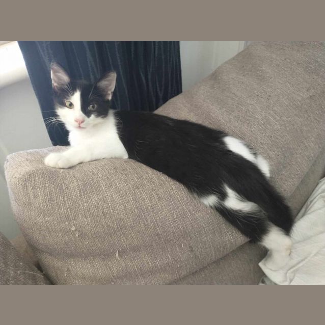 Photo of Luna