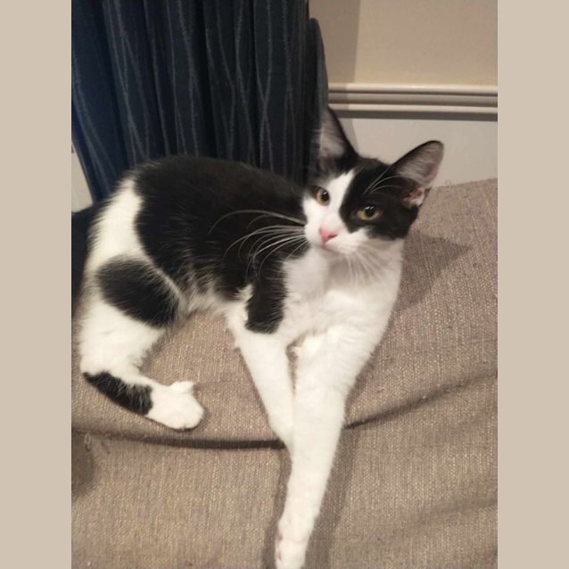 Photo of Luna