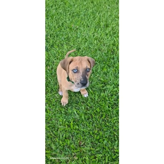 Photo of Magnum
