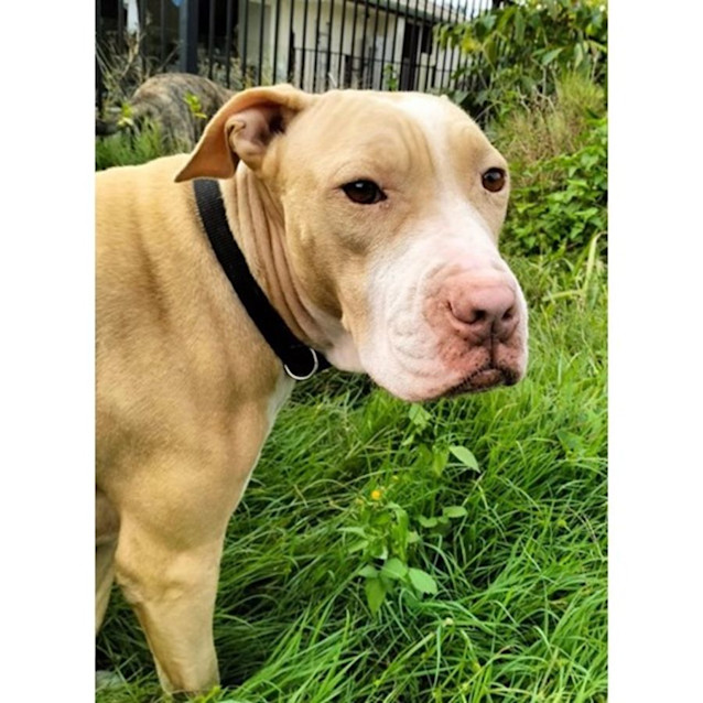 Photo of Narla *$250 Adoption Fee*