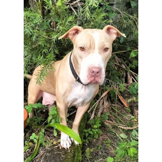 Photo of Narla *$250 Adoption Fee*