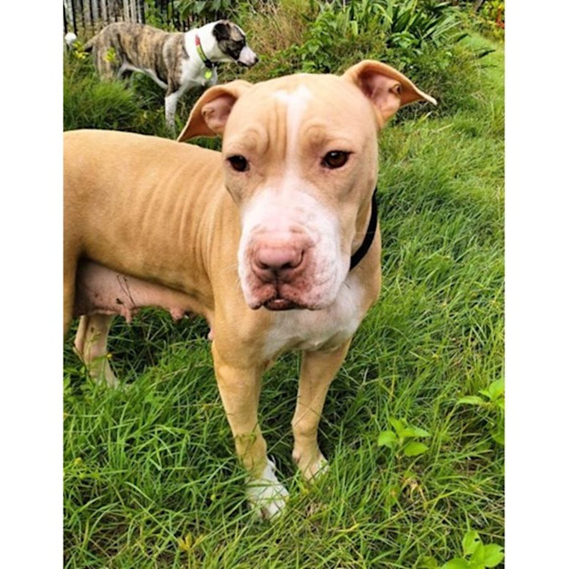 Photo of Narla *$250 Adoption Fee*