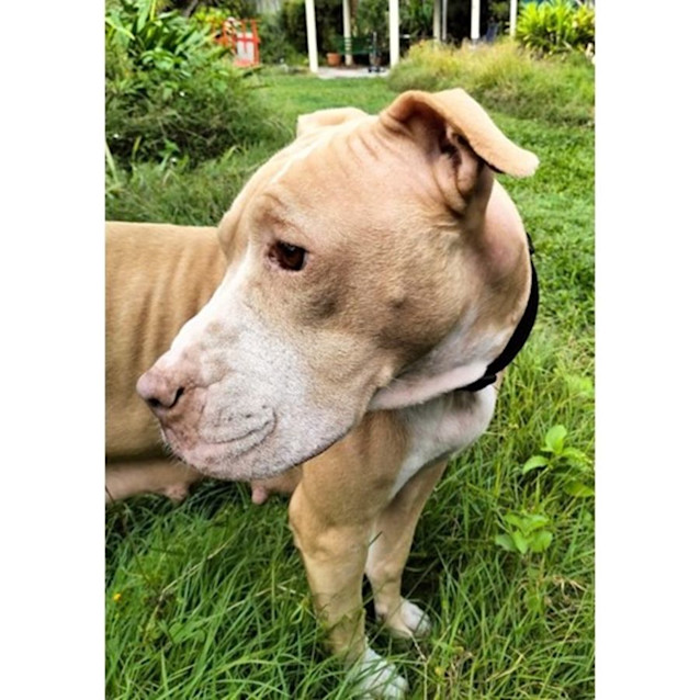 Photo of Narla *$250 Adoption Fee*