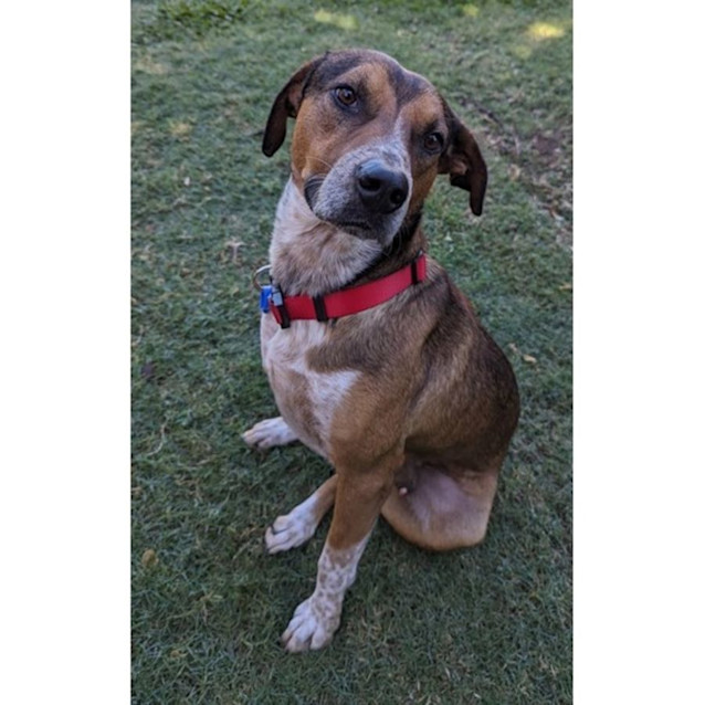 Photo of Scooby *$250 Adoption Fee*