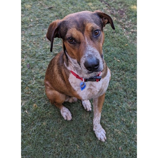 Photo of Scooby *$250 Adoption Fee*