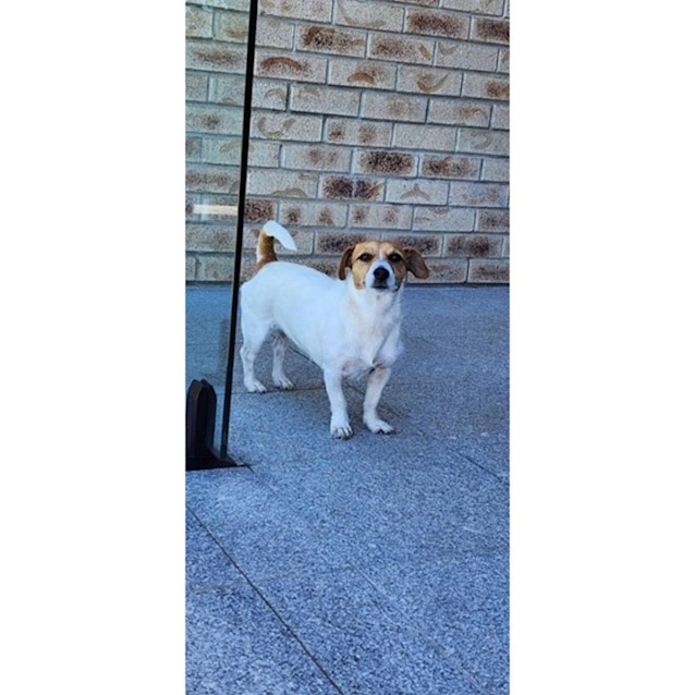 Photo of Scout