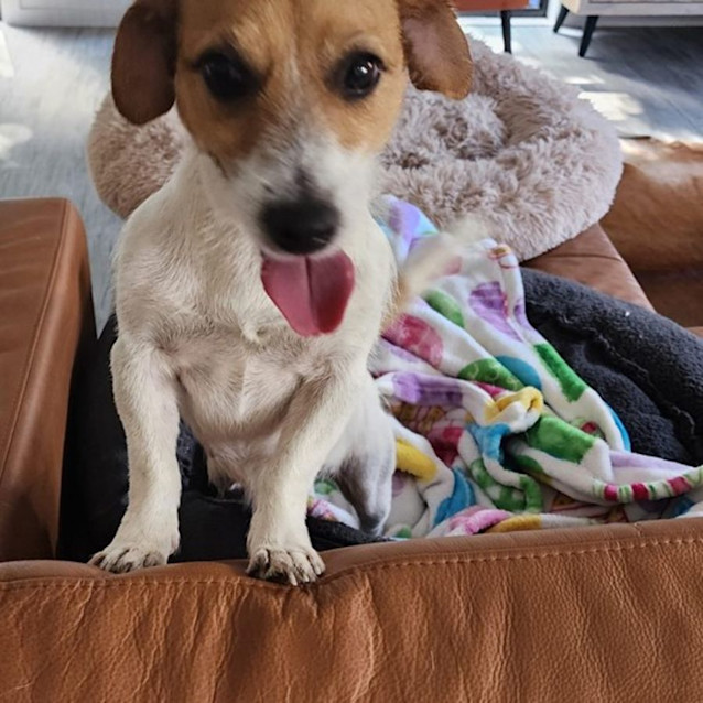 Photo of Scout