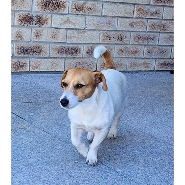 Photo of Scout