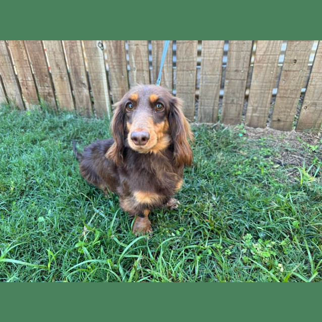 Photo of Juniper (Juni)