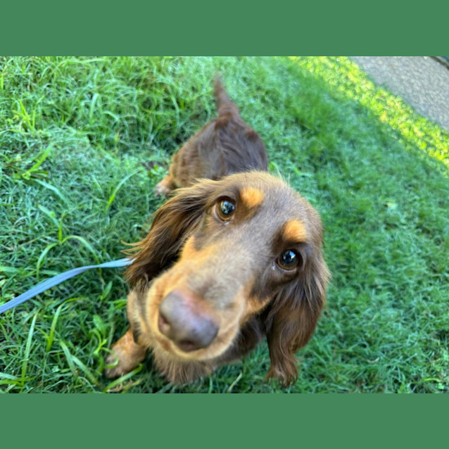 Photo of Juniper (Juni)