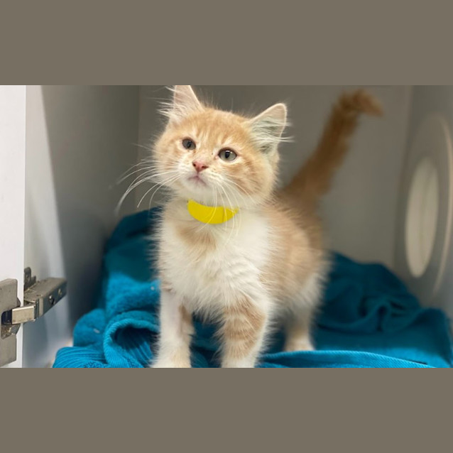 Photo of Alfie