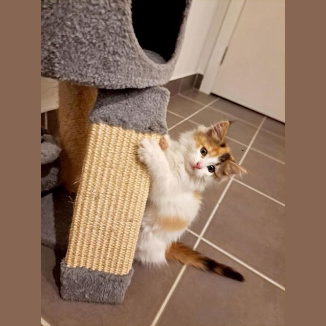 Photo of Iggy (Formerly Kiki Junior)