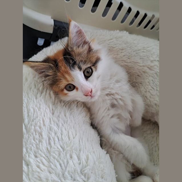 Photo of Iggy (Formerly Kiki Junior)