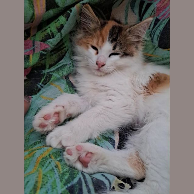 Photo of Iggy (Formerly Kiki Junior)